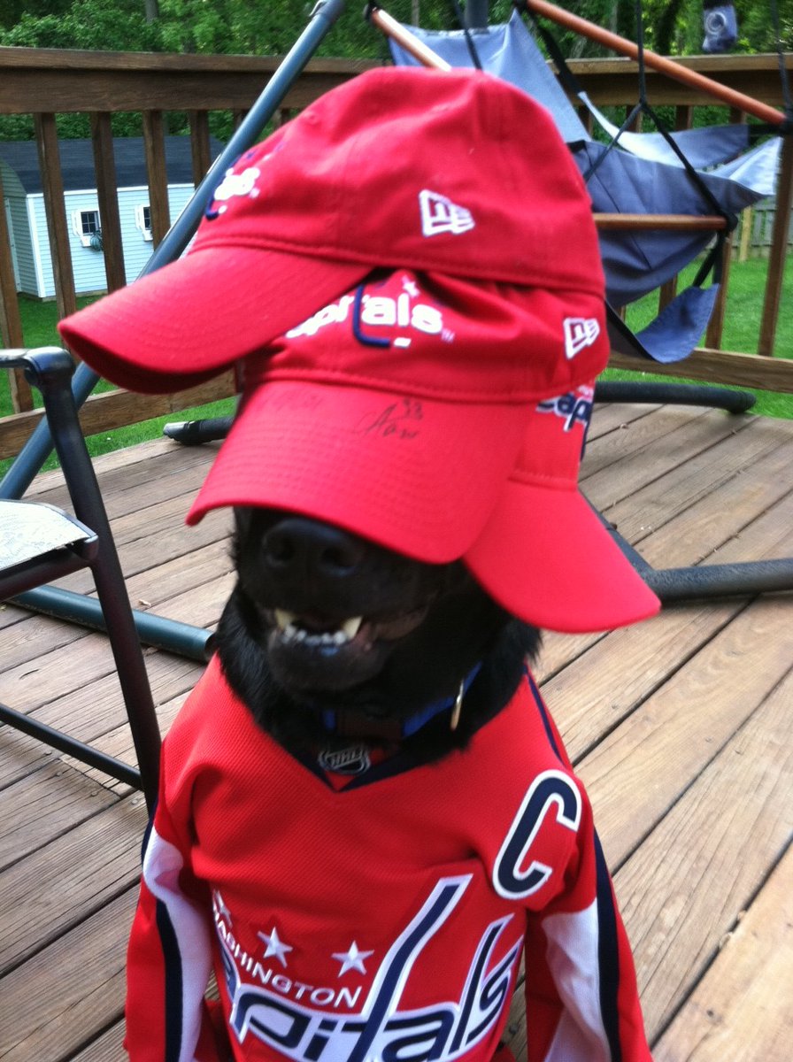1JackWorld's tweet photo. @Capitals @OTPetResorts Jack's version of a Washington Capitals "hat trick" may not win a game but it wins smiles. https://t.co/0GK3de0MN1