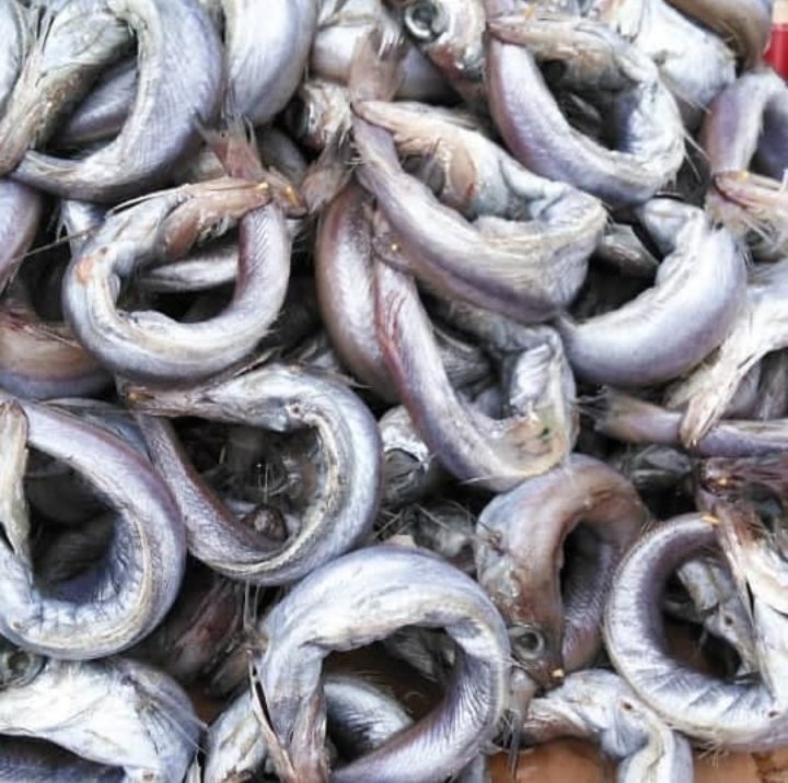 gem_foods's tweet photo. From start to finish with you in mind.

Seasoned oven dried panla fish available for order now.

#panlafishinbulk #fishvendor #food #ilorin #kwara. https://t.co/nh0M5xUXBT