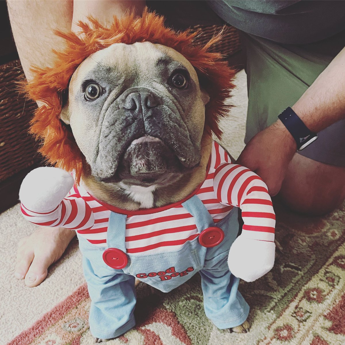 Kerrymulbeau's tweet photo. @DannyDeraney @Crosbydoggy #macthefrenchie he did not enjoy dressing up as #chucky https://t.co/n0XWSVYubL