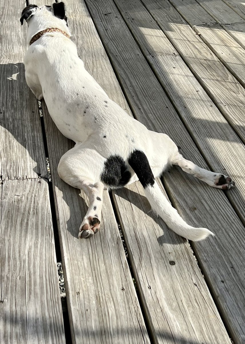 lunchtime is for scampers.