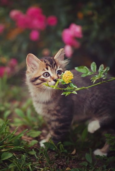 newkiddimal's tweet photo. 🐱 https://t.co/2nnpgFrjIP