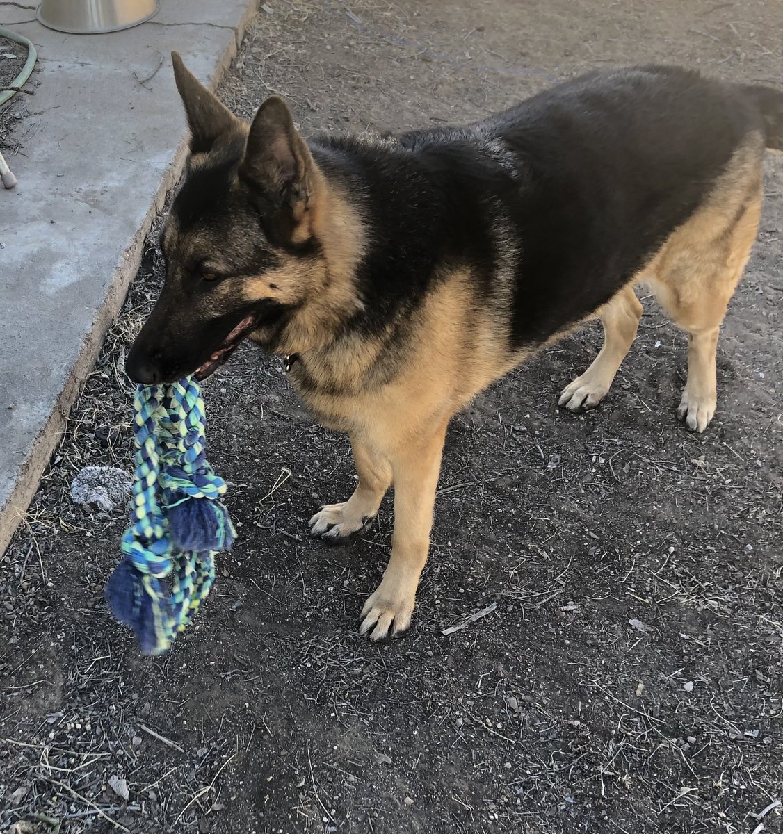 KatesCharmdLife's tweet photo. @StephenKing Just finished it, with my constant companion, Remmy, a 6 year old gsd who I will always associate with Radar now. Loved it, love all the many hours I spend with you and your books. https://t.co/ZGzPzNzB7V