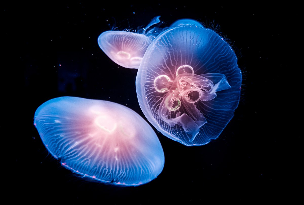 RegalDive tweet media