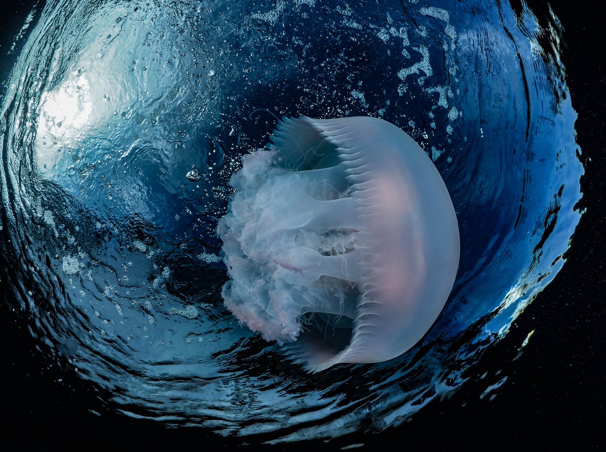 RegalDive tweet media