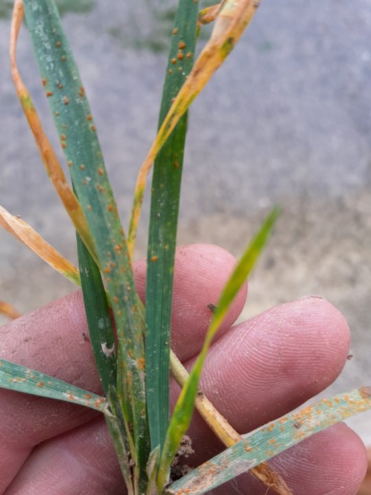 😳 des foyers de rouille jaune observés ce jour sur du blé variété Chevignon sur le secteur 52! Un automne atypique, avez vous déjà observé cela ?? #ble #FrAgTw