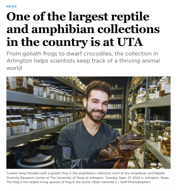 Check out our latest article with @dallasmorningnews! 🦎🐍🐸 Look for it in print in this Sunday’s paper 🗞✨

Featuring interviews with our curators Greg Pandelis and @matthewfujita!

#ardrc #uta #utascience #herpetology #research #stem #biodiversity #science #education