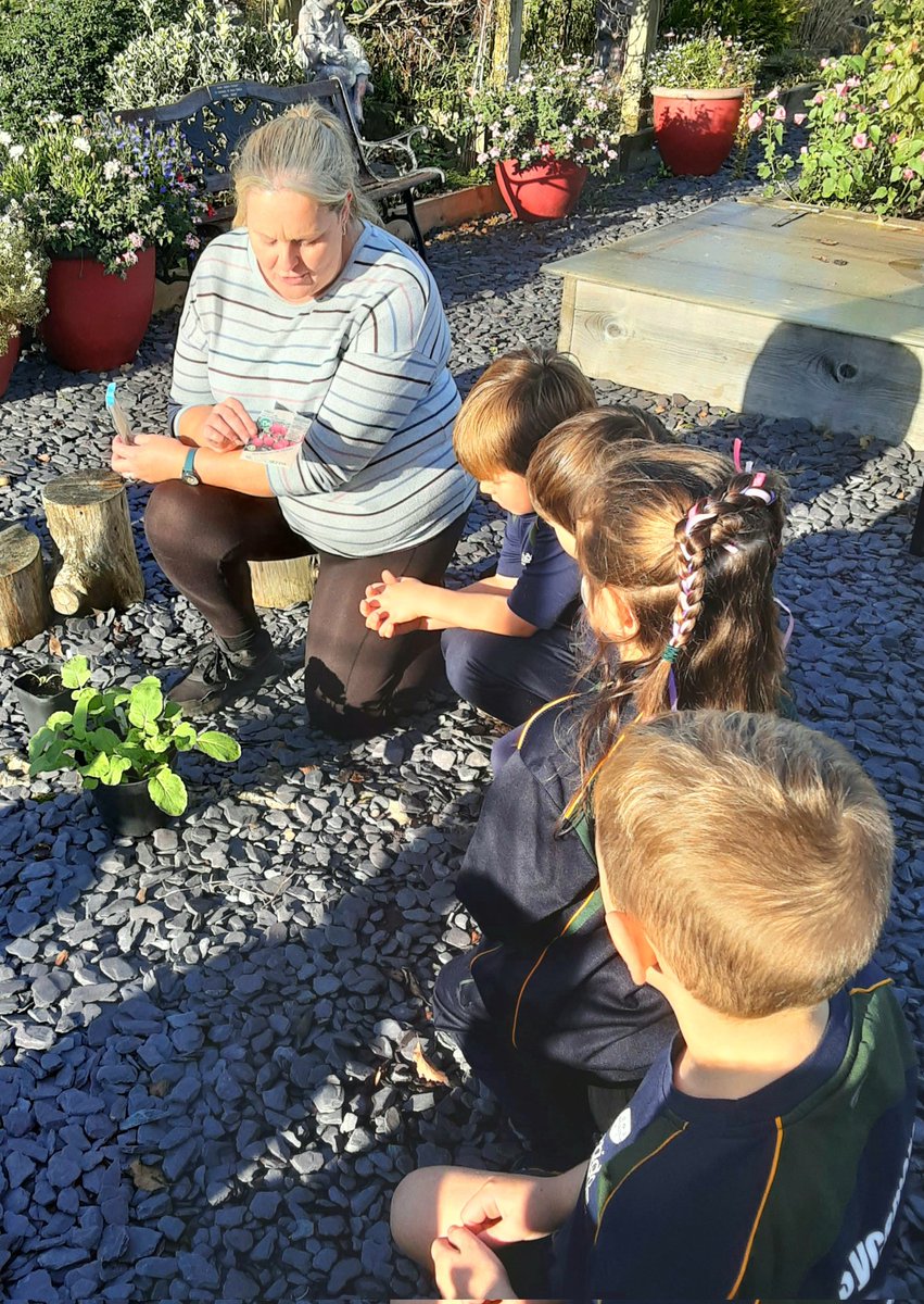 A gardening session replanting radishes🪴 <a href="/LandStudies1/">Ashbridge Land Studies</a>