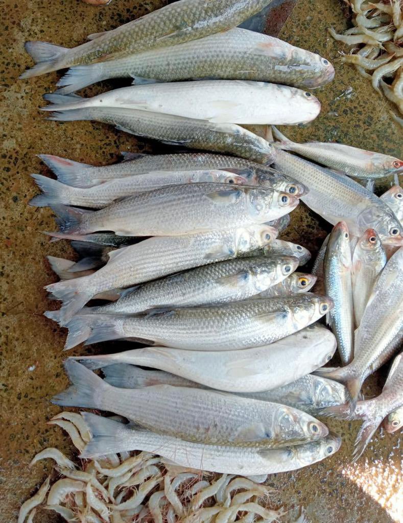 sfacindia's tweet photo. #fish #mullet trades inter Mandi on #eNAM- Come to #eNAM for #fresh produce, directly from #farmers #nomiddlemen, fish from #Balugaon Mandi to #Hindol #Odisha #digitalIndia #agribusiness #sourceitright #healthyfood #freshfood @AgriGoI @KailashBaytu @ShobhaBJP @nstomar @mygovindia https://t.co/X6QrrjIEzu