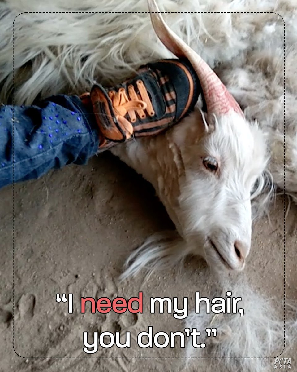 PETAUK's tweet photo. Did you know that goats are thrown around, their hair torn from their skin, and their throats are cut?.. All for cashmere scarves and jumpers 💔  

https://t.co/2LZ9pHtQ9u