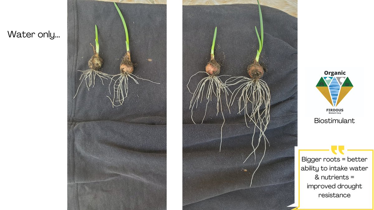 FirdousBiotech's tweet photo. #biostimulant #agriculture #seaweed #onions https://t.co/cQl40Nmk2P