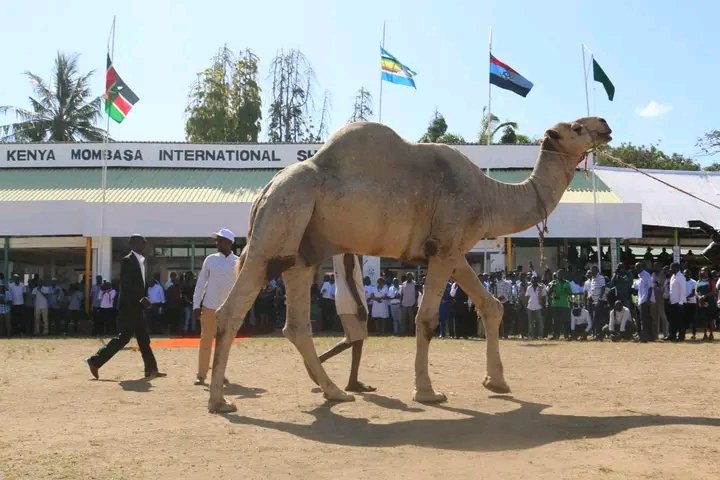 MithikaLinturii's tweet photo. As a sector, we are all encouraged by the renewed focus and zeal that President @WilliamsRuto  administration has prioritized agriculture as a key driver to the nation’s economic recovery and growth, particularly giving focus on among other measures lowering the cost of inputs. https://t.co/J9F1RPLmym