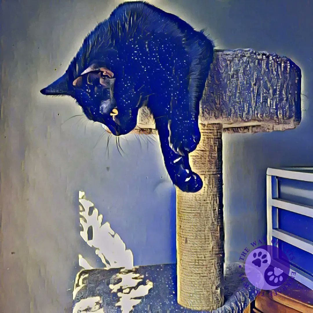 WayofCatsbook's tweet image. The Depth of Their Thoughts, seen in their behavior. - the Way of Cats buff.ly/3GmqBRt

We are currently enjoying two bright girl kittens. With different ways of managing people.
#CatMythbusting #CatLovers #CatsofTwitter #CatBrains