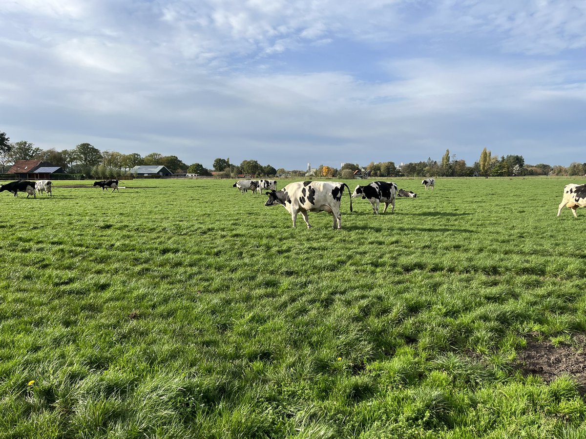 6 van de 7 dlnrs #HomeMadeEiwit Oost benutten op 3 november nog steeds vers gras ☘️ voor meer eiwit van eigen land 👍🏼 <a href="/timvnoord/">Tim van Noord</a>