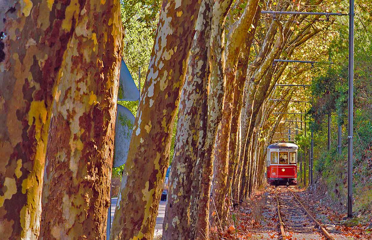 One of the great tram journeys of the world? In Portugal, where else! portugaltravelguide.com/sintra-tram/