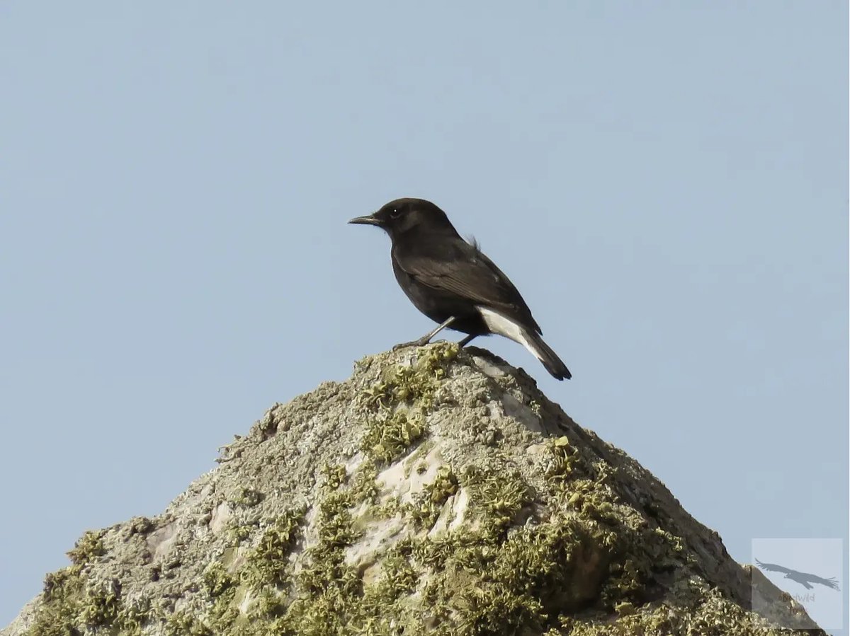 birdwildtours's tweet photo. Our last trip in neighbouring Badajoz gave us some good sightings with our group from the UK. Enjoying a varied group of birds in just a few kilometres speaks volumes about the paradise that is Extremadura! 

info@birdwildtours.com 
+34 669 35 37 56 

https://t.co/1evpLfJxj1 https://t.co/6L6BI3lg4F