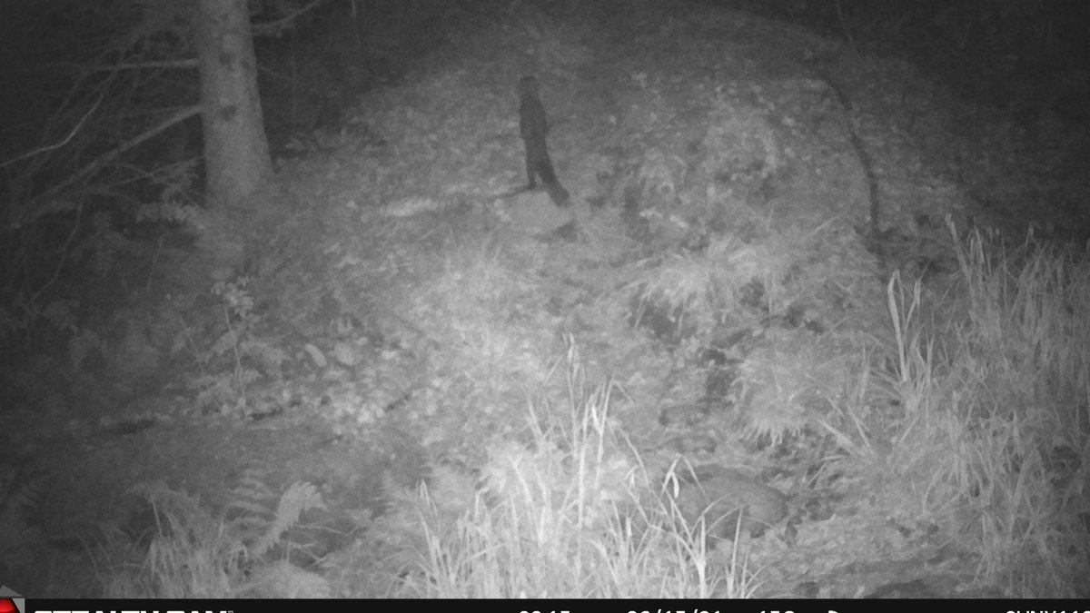 Can you guess what this animal is?