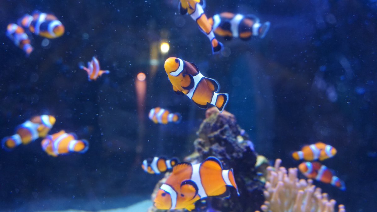HazzaJC_'s tweet photo. Aquarium vlog coming soon 🐠 https://t.co/w7IUVKU5PE
