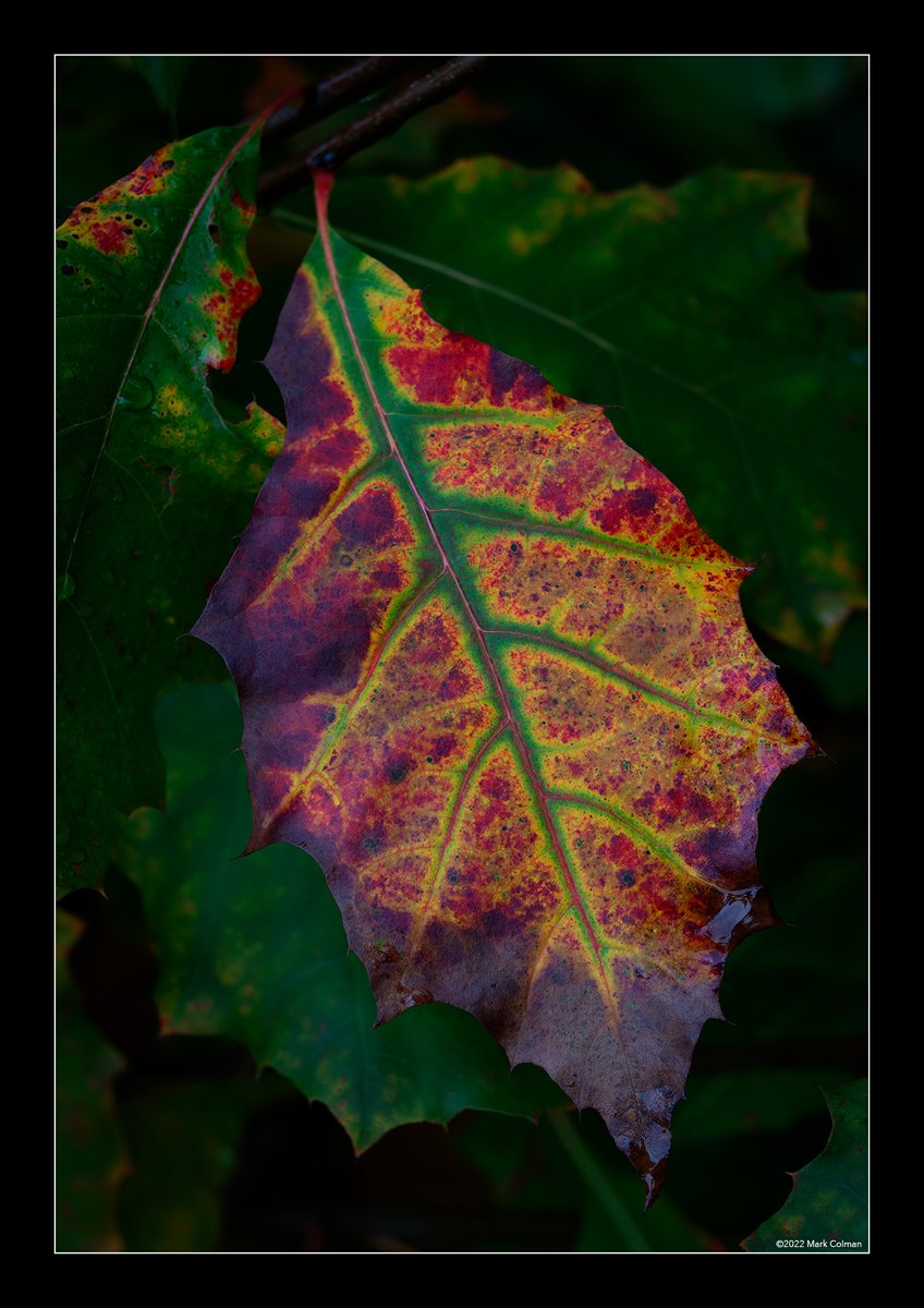 Kram's tweet image. Oak