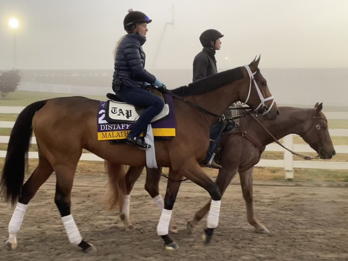 Christina Bossinakis (@cbosstdn) on Twitter photo The Queen this <a href="/BreedersCup/">Breeders' Cup</a> morning <a href="/keeneland/">Keeneland</a> - <a href="/ShadwellFarm/">Shadwell Farm</a> ‘s Malathaat ⭐️ <a href="/PletcherRacing/">Todd Pletcher Racing Stables</a> The Queen this <a href="/BreedersCup/">Breeders' Cup</a> morning <a href="/keeneland/">Keeneland</a> - <a href="/ShadwellFarm/">Shadwell Farm</a> ‘s Malathaat ⭐️ <a href="/PletcherRacing/">Todd Pletcher Racing Stables</a>