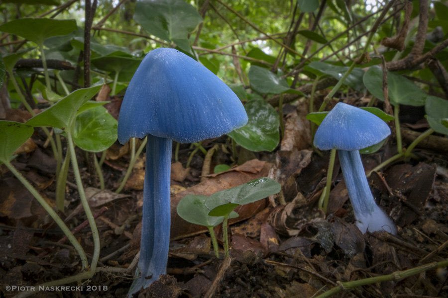 The unreal (but real) blue mushrooms of @GorongosaPark. We still don't know the species – its color is similar to the New Zealand species Entoloma hochstetteri - but it certainly isn't the same.

Text/Photo - Piotr Naskrecki
#gorongosa #gorongosapark #gorongosanationalpark