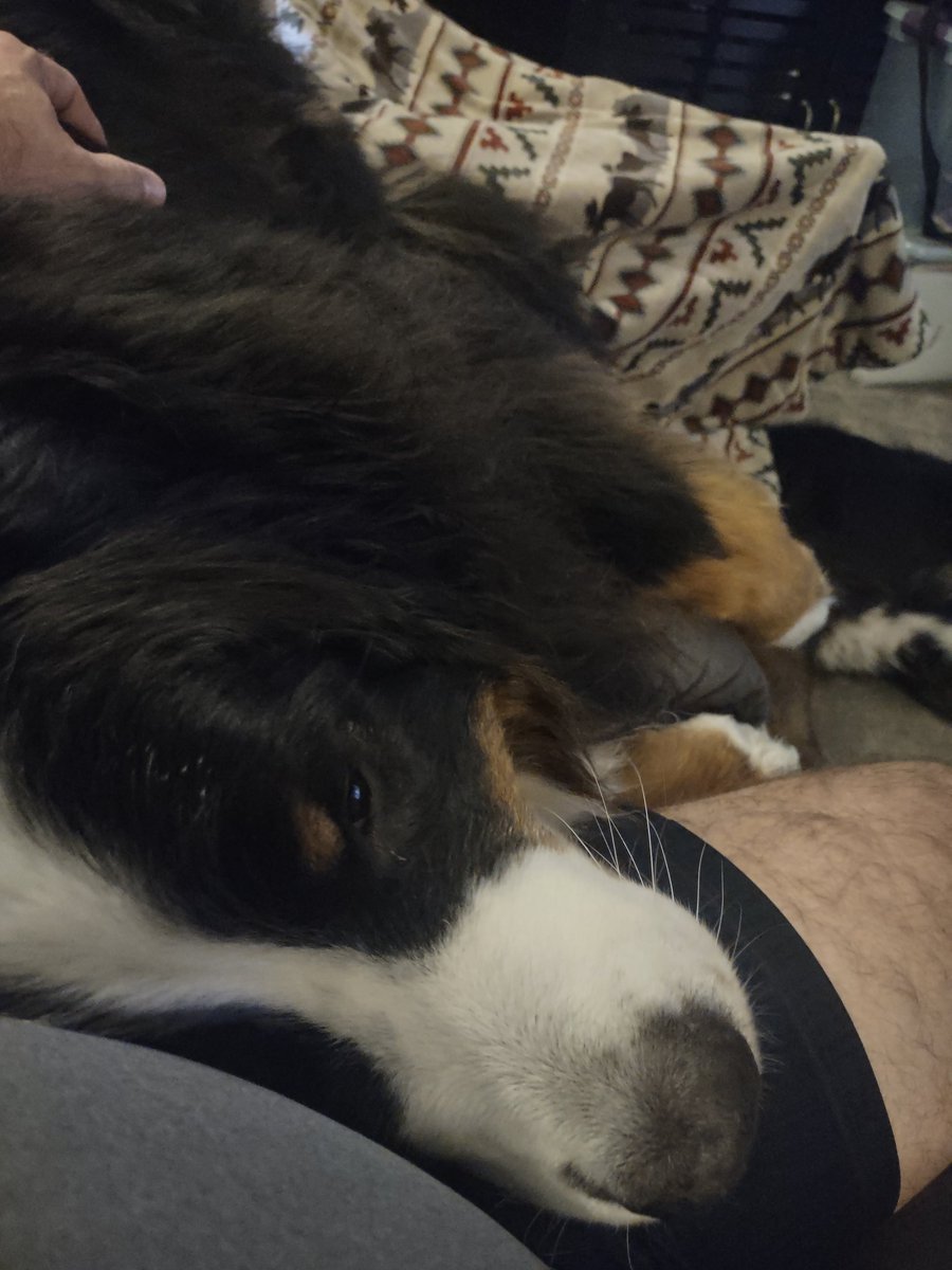 OC3535's tweet photo. @bunsenbernerbmd Our #CouchBear in her natural habitat https://t.co/ONknjucoS6