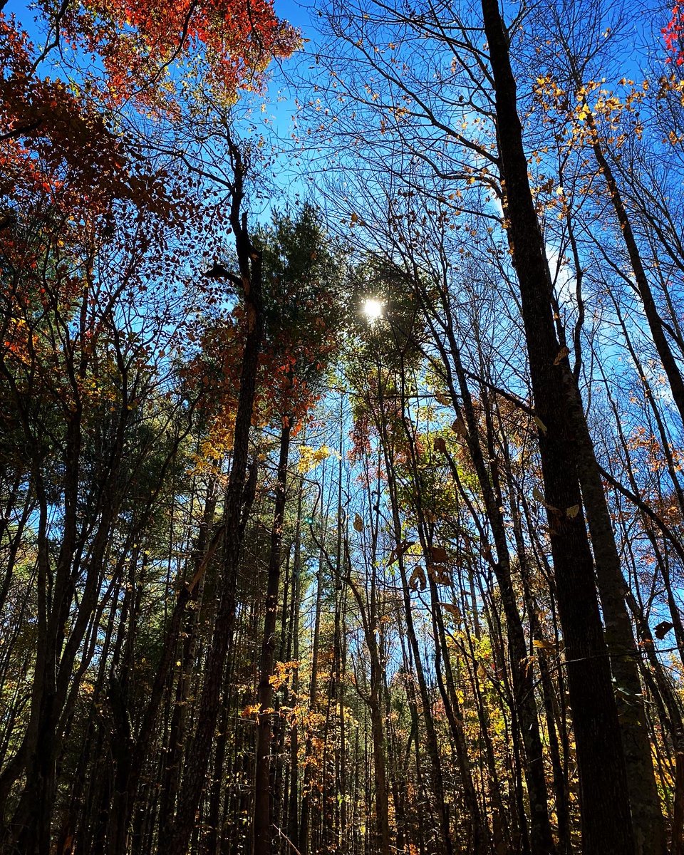 TealSeptember's tweet photo. Good Morning Everyone. I hope all of you have a great day. #fallfoliage2022 #fallcolors #fall #fallvibes #fallmornings #fallseason #falltrees #tree #outdoors #nature #northcarolina #appalachia #blueridge #mountains #mountain #morningwalk #walkingmydog #freshair #NatureBeauty https://t.co/sC7kqeZDuy