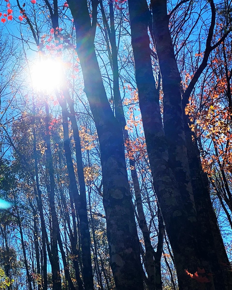 TealSeptember's tweet photo. Good Morning Everyone. I hope all of you have a great day. #fallfoliage2022 #fallcolors #fall #fallvibes #fallmornings #fallseason #falltrees #tree #outdoors #nature #northcarolina #appalachia #blueridge #mountains #mountain #morningwalk #walkingmydog #freshair #NatureBeauty https://t.co/sC7kqeZDuy