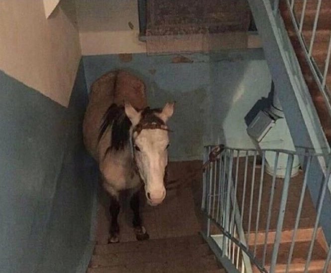 As chances de ser assassinado por um cavalo em uma construção são mínimas.
Mas nunca zero
