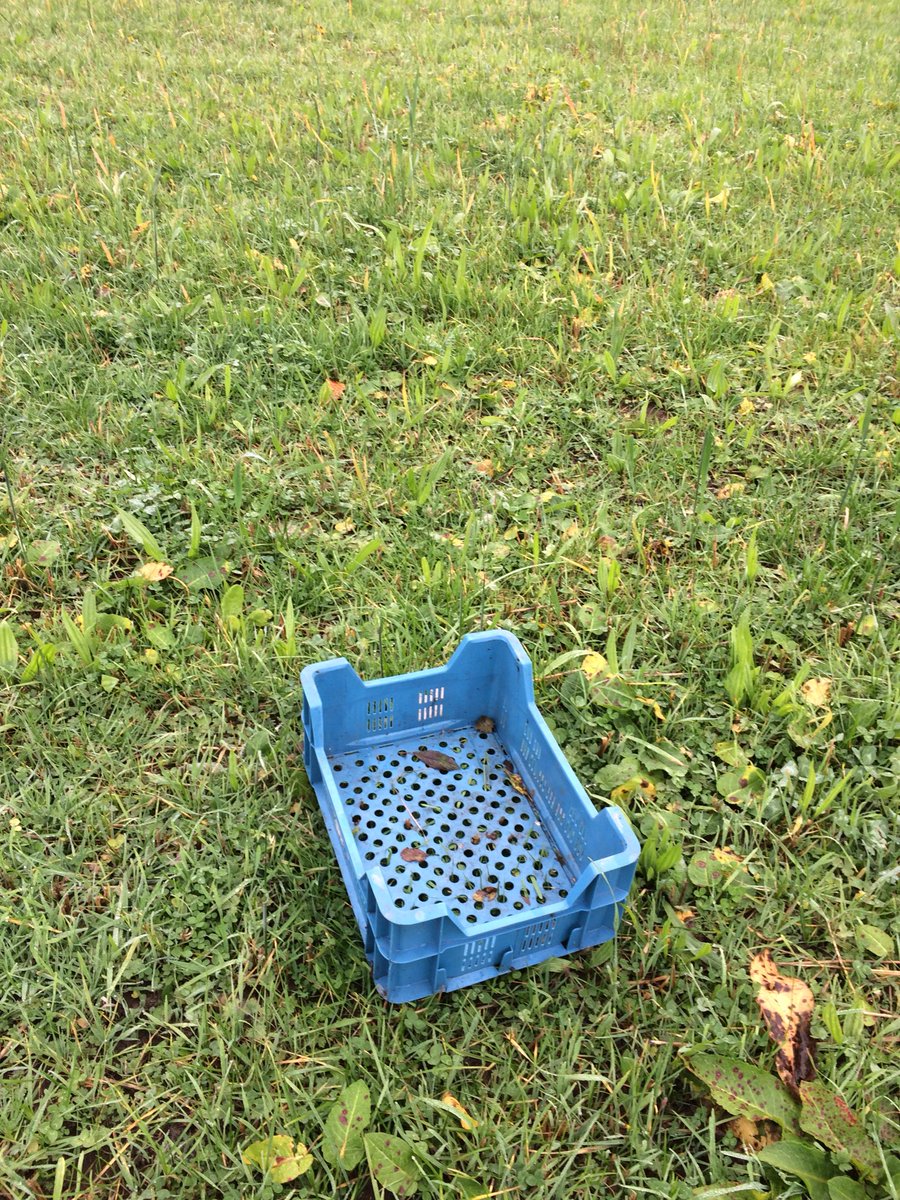 This 4 acre reseed had forage rape then overwinter rye &amp; finally oats/peas arable silage undersown with herbal ley in June, just before months of no rain. Pics show difference between normally wet &amp; dry areas.
