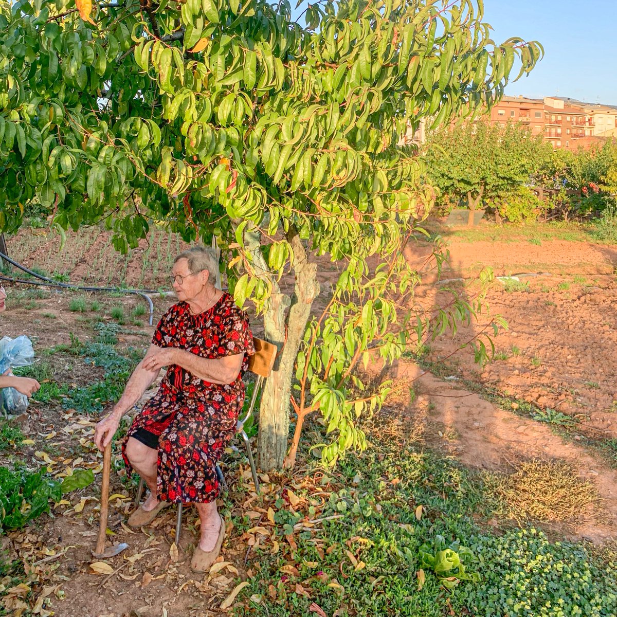 eixarcolant's tweet photo. La setmana passada vam tornar al #PallarsJussà a continuar amb les #prospeccionsetnobotàniques per tal d'agafar mostres de #llavors #hortícoles #tradicionals de la zona, totes elles cultivades durant més de 50 anys i recollir també tota la #saviesa que viu intacta en la #memòria https://t.co/V6erGVB9Si