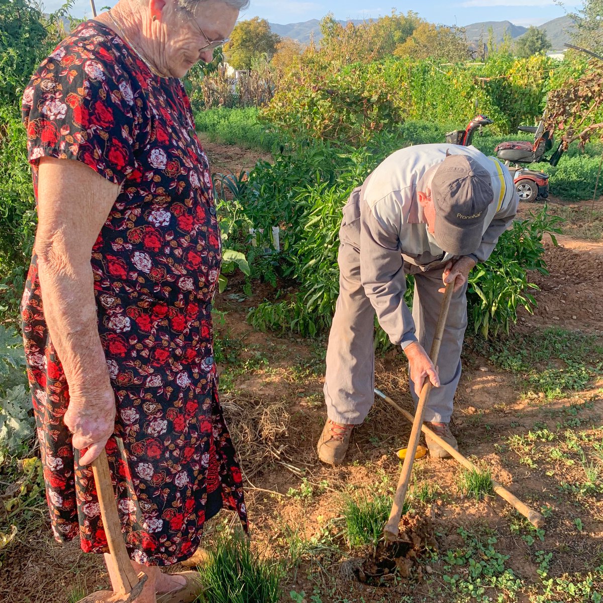 eixarcolant's tweet photo. La setmana passada vam tornar al #PallarsJussà a continuar amb les #prospeccionsetnobotàniques per tal d'agafar mostres de #llavors #hortícoles #tradicionals de la zona, totes elles cultivades durant més de 50 anys i recollir també tota la #saviesa que viu intacta en la #memòria https://t.co/V6erGVB9Si