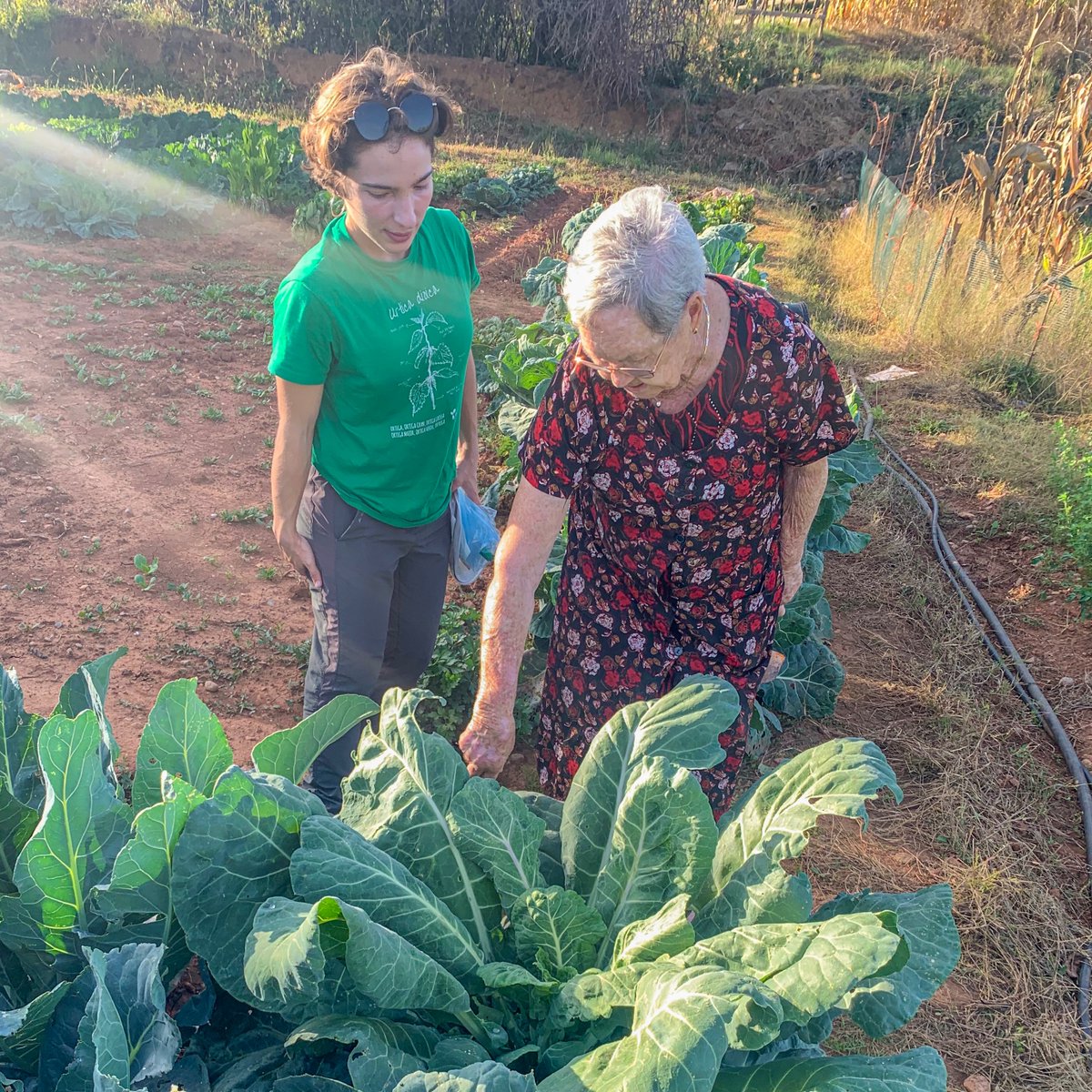 eixarcolant's tweet photo. La setmana passada vam tornar al #PallarsJussà a continuar amb les #prospeccionsetnobotàniques per tal d'agafar mostres de #llavors #hortícoles #tradicionals de la zona, totes elles cultivades durant més de 50 anys i recollir també tota la #saviesa que viu intacta en la #memòria https://t.co/V6erGVB9Si