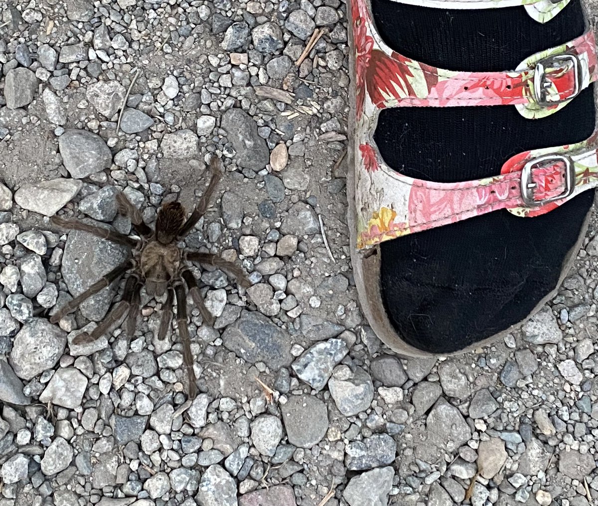 utopia4sharing's tweet image. #pinnaclesnationalpark