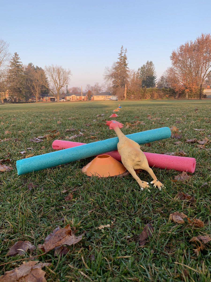 uhler13's tweet photo. Why did the chicken cross the soccer field?   Because it was captured and carried there by a student of course.  🐓 🏃🏼‍♀️ 🏃🏽 @AMETFOenv #iAMoutsideAMDSB https://t.co/dDClIqvcf4