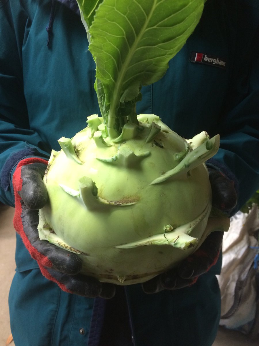 A ‘superschmelz’ kohlrabi anomaly, all the rest were normal size