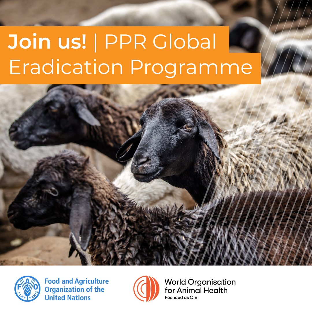 FAOLivestock's tweet photo. With a global economic impact estimated at up to USD 2.1 billion, #PestedesPetitsRuminants kills goats &amp; sheep in more than 66 countries in Africa, the Near East and Asia.

Join the launch of the blueprint of the PPR Global Eradication Programme https://t.co/WWn6JQR0bB https://t.co/WatvqMgtaw