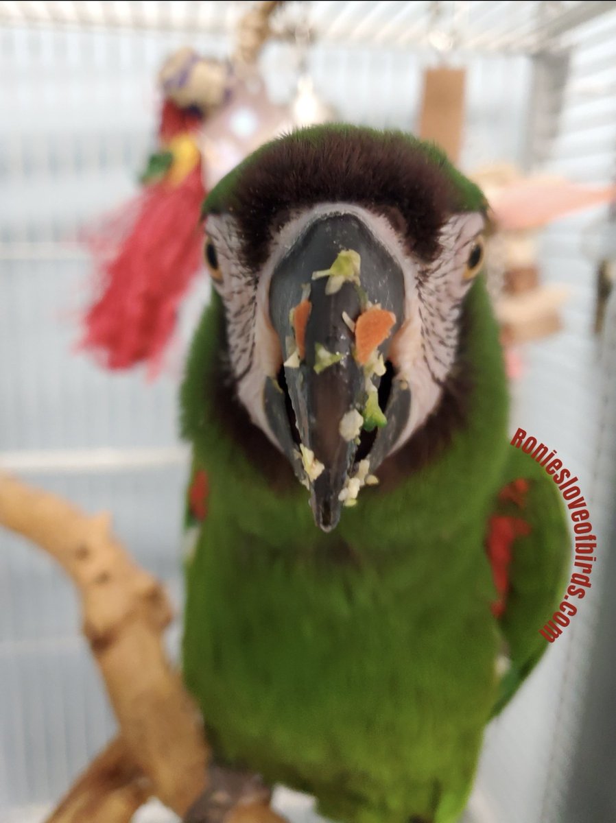 Ronies for The Love Of Birds tweet media