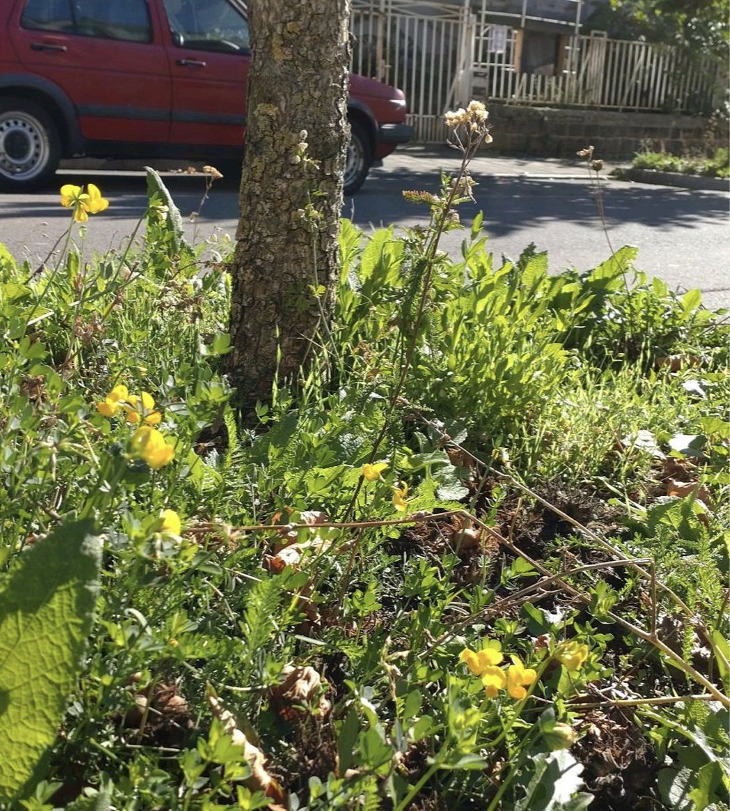 Delighted to be in Portugal today - a country where glyphosate is still widely used - to spread the #MoreThanWeeds message, talking to local authority representatives about alternative ways to manage (and accept!) urban plants. 🌱