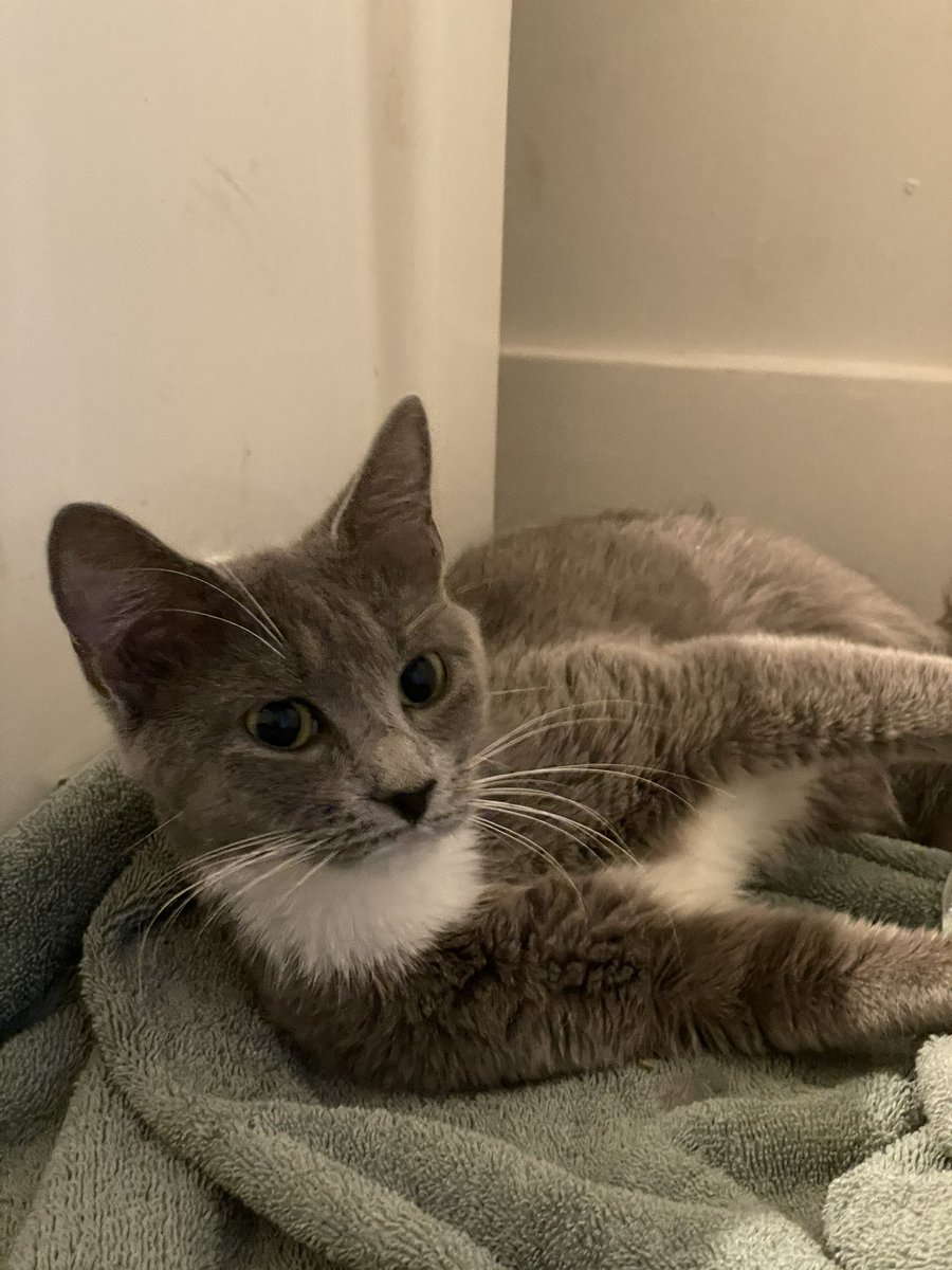 Hey <a href="/PoPville/">PoPville</a>, this adorable little cat came up to me on the corner of Sherman and Columbia NW late last night. Seemed far too friendly to be feral and so trying to find its home! Can you share?