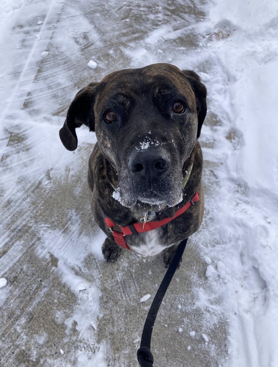 CalgaryHumane's tweet photo. Aster, an eight-year-old large mixed breed, has been with the shelter for 476 days without any luck in finding her new forever home. She has been waiting months to find her new family. READ MORE https://t.co/VxFerM2Zne https://t.co/mNu0jYoVtH