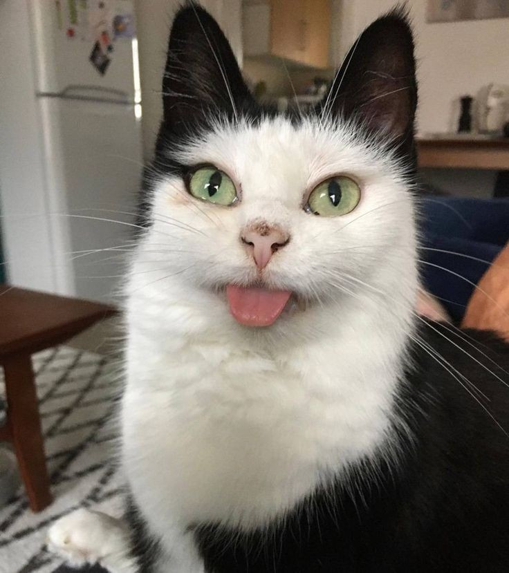 DontShowYourCat's tweet photo. :þ https://t.co/hmYCLvxgIn