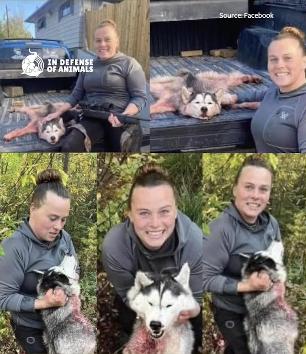 The Montana woman who shot and skinned a husky #puppy and posted the carnage online has been cited with misdemeanor animal cruelty. Barnes has two weeks to appear in court. We will keep you updated on this disturbing case: bit.ly/3h0fvcl
#animals