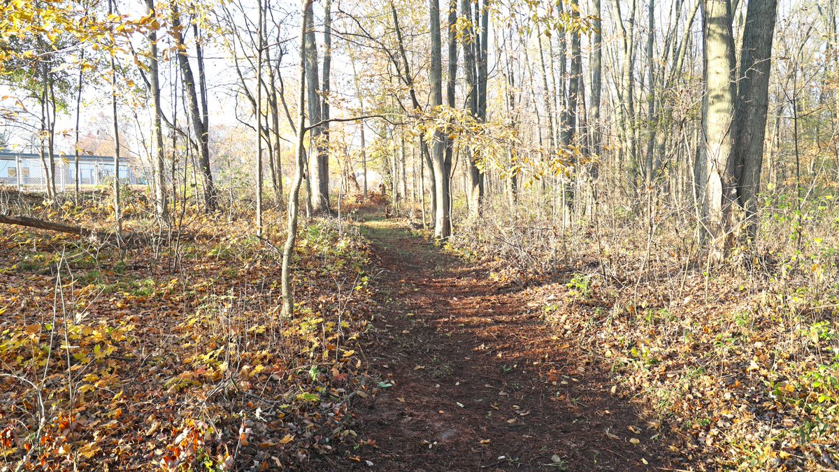 This morning Bauerwood El Principal Julie Roby took a few students on a sneak peek walk through their new outdoor discovery space! Their Watch D.O.G.S group spent the past two weeks clearing out trails for students to explore. The students were so excited about the possibilities!