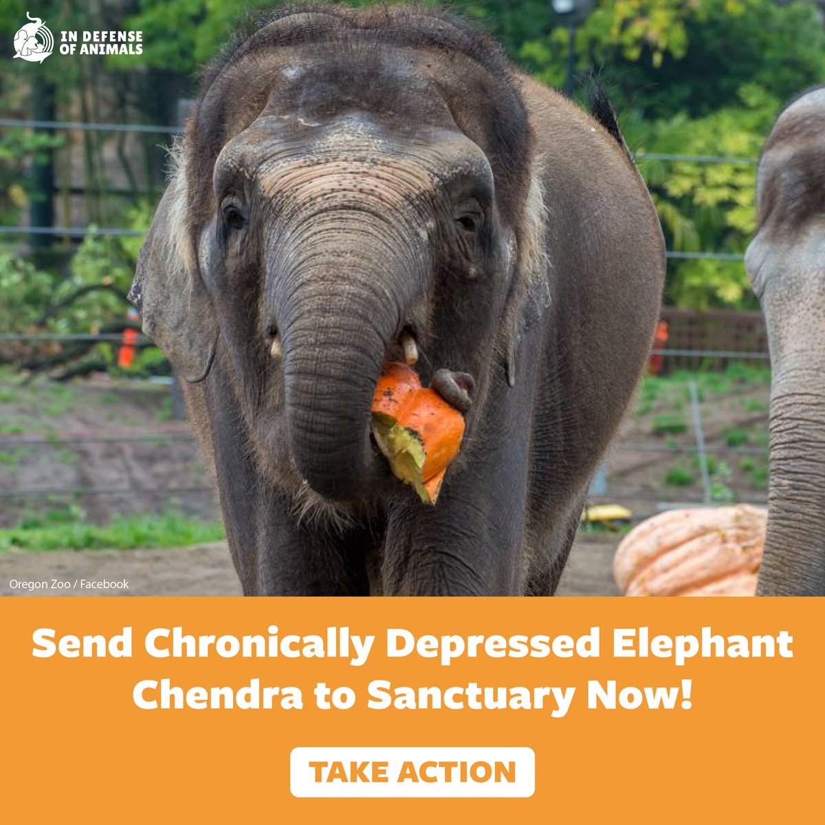 IDAUSA's tweet photo. Free the lone Borneo elephant Chendra from the Oregon Zoo to sanctuary. She has suffered from zoo-related diseases and conditions for 24 years and deserves her freedom: https://t.co/s52IjNSWyf
Pls RT &amp; https://t.co/8PML4P4xf5
#CaptivityKills #FreeChendra #HelpElephants https://t.co/e9VWB7GWo5