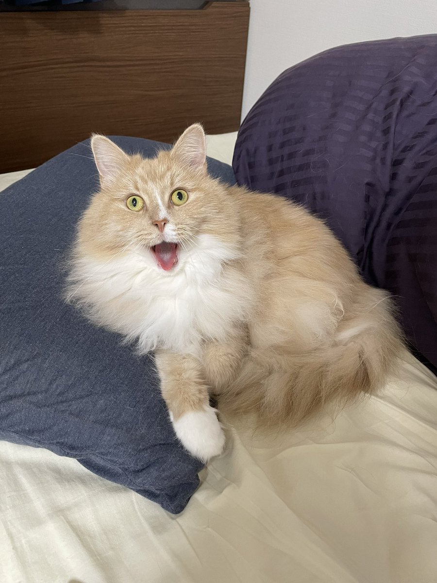 aquarius_Ginger's tweet photo. 我が物顔で主の枕を陣取ってるジンジャー撮ってたらアクビされた
#猫 #cats #cat #猫好きさんと繫がりたい https://t.co/eFK00G1Muo