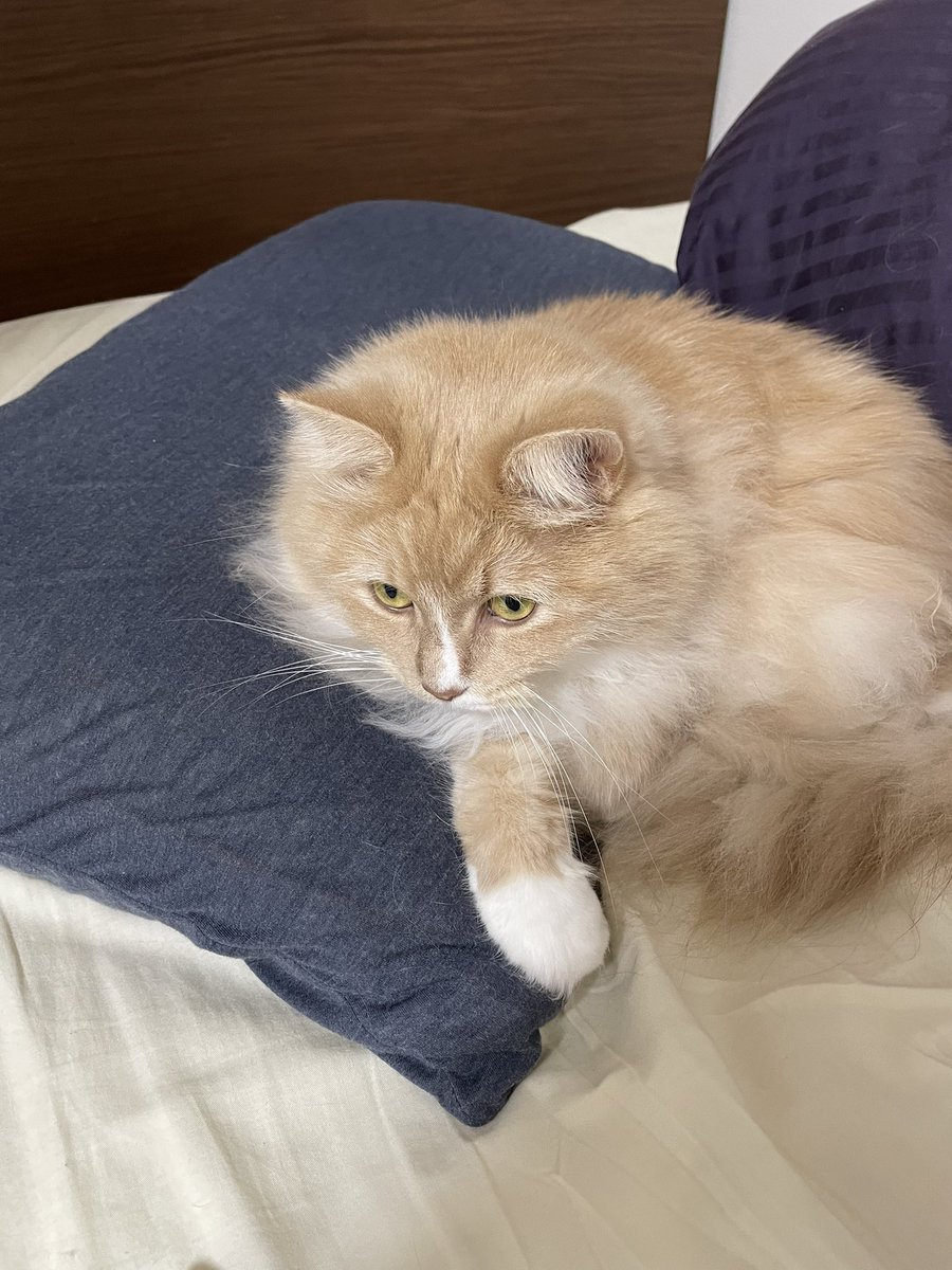 aquarius_Ginger's tweet photo. 我が物顔で主の枕を陣取ってるジンジャー撮ってたらアクビされた
#猫 #cats #cat #猫好きさんと繫がりたい https://t.co/eFK00G1Muo
