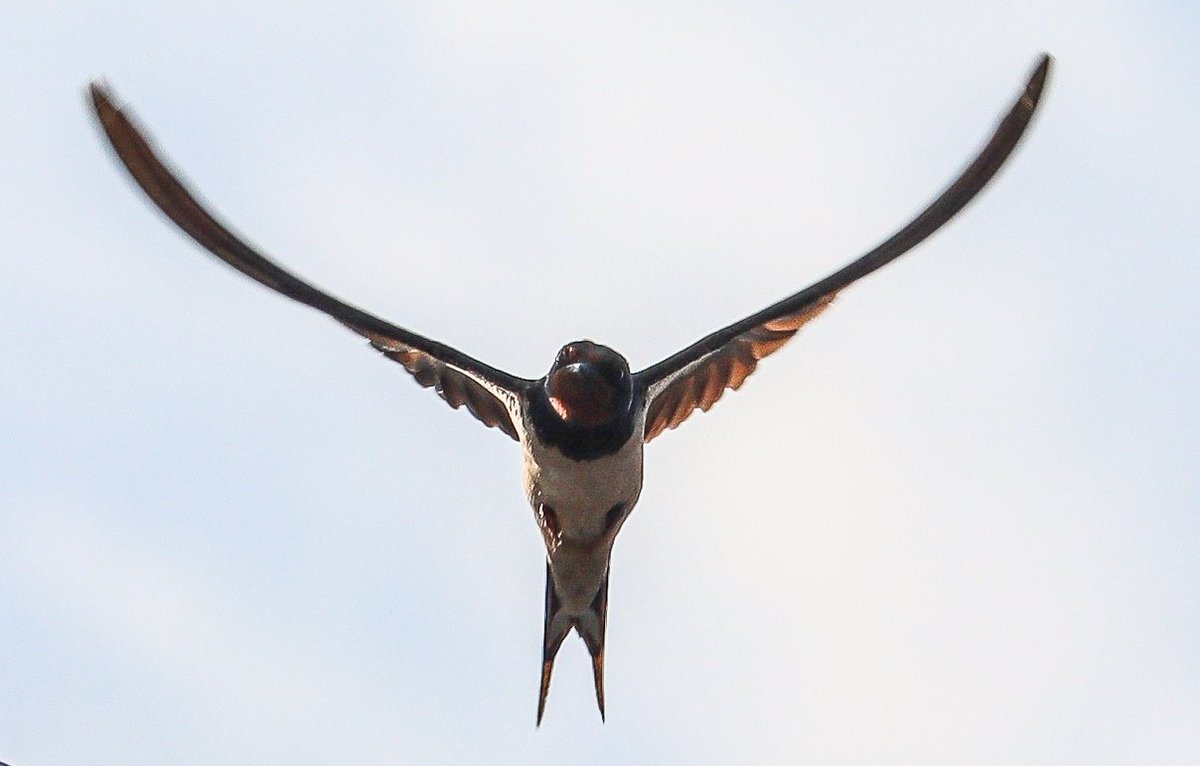 Lee Daly tweet media