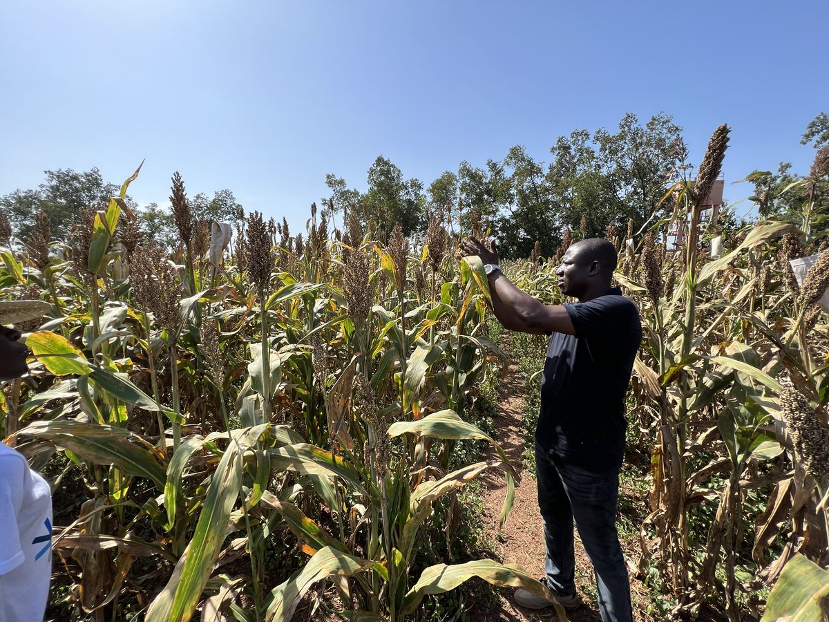 I’ve been extremely impressed by Togo’s crop breeders Drs Tchala Noudifoule (maize), Menssan Dewa (rice), and Eyanawa Akata (sorghum) while visiting breeding research this week!  New varieties reaching farmers soon!