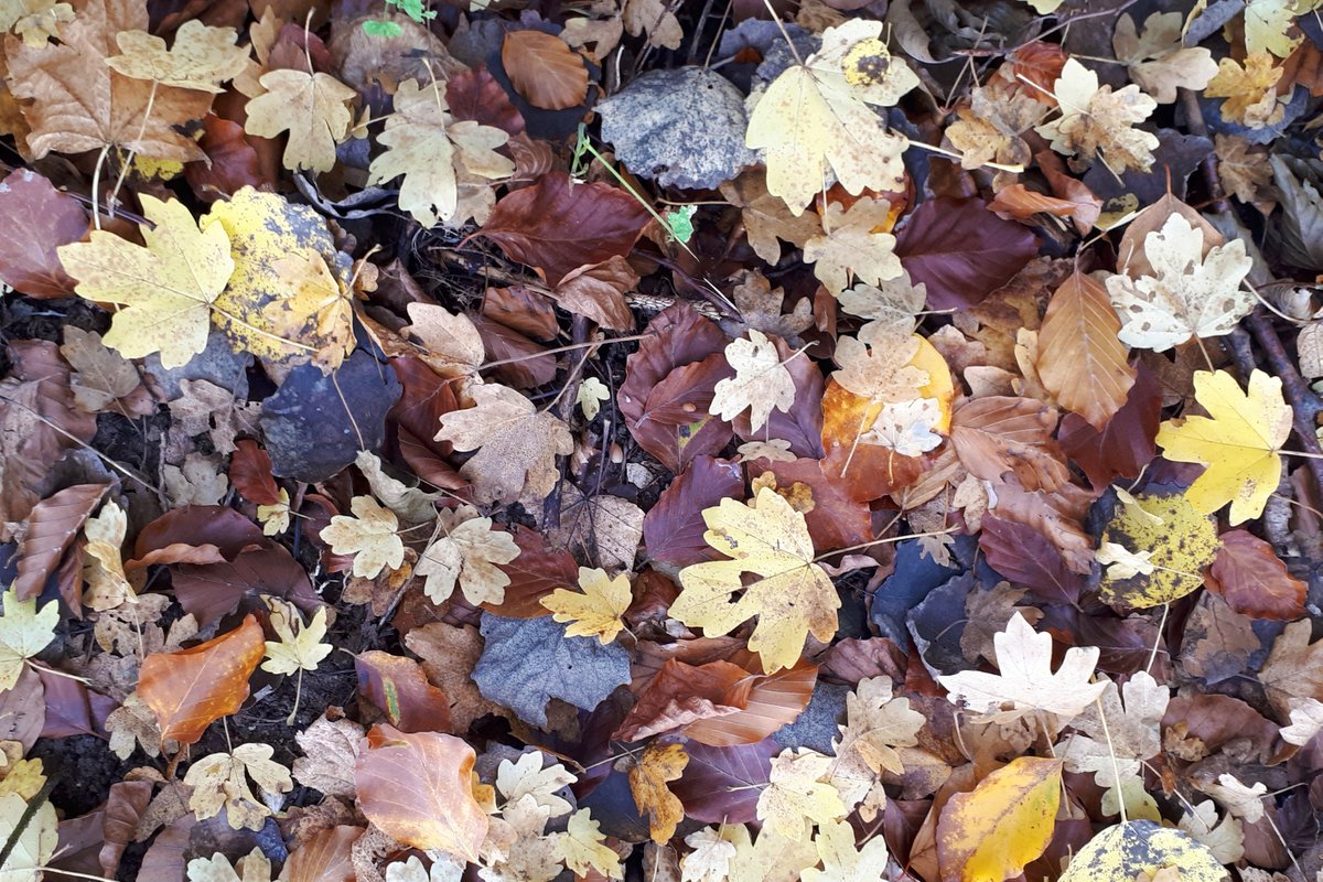 What to do with #autumn #leaves from cities like #Berlin? Study by <a href="/LeibnizATB/">Leibniz-Institut für Agrartechnik und Bioökonomie</a> indicates that #biogas could be a good idea reducing #GHG #emissions and providing #energy 
doi.org/10.1016/j.resc…