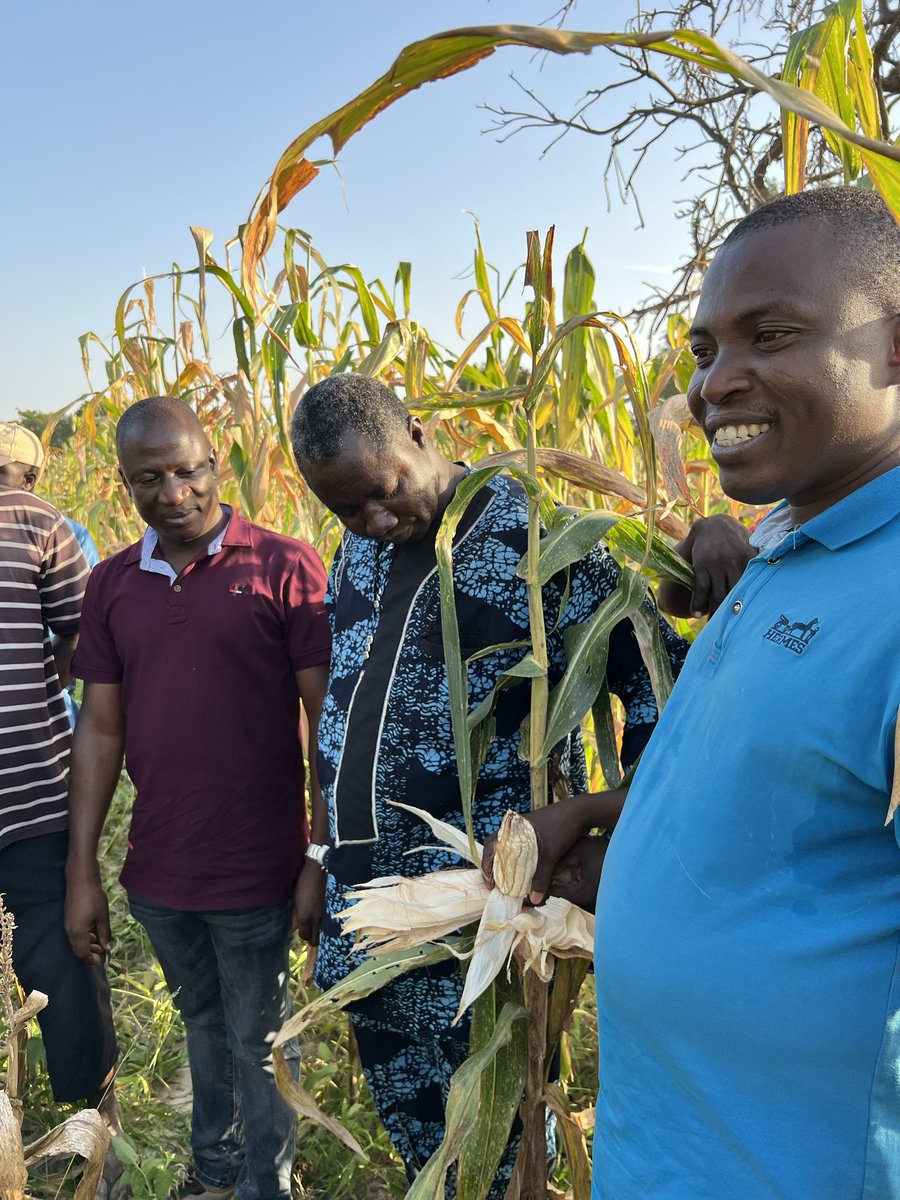 First-ever production of hybrid maize seed in Togo this year!  Congratulations to local seed companies Le Paysan and Domant, with support from IDRC and SSG.